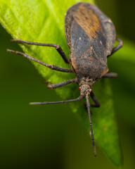 Potato Bug style pest insect in a garden