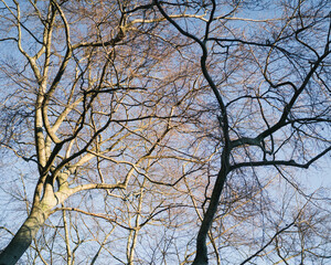 Trees in spring