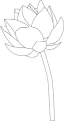one line drawing flower and outline vector on white  background