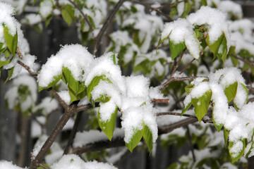 Green leaves covered after a snow fall