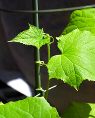 Young shoots, the first leaves of cucumbers on the balcony.
