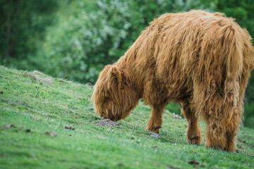 Brown highland cow grazing