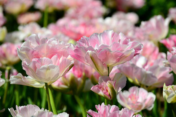 Closeup Flowers Reynolda Gardens, Wake Forest