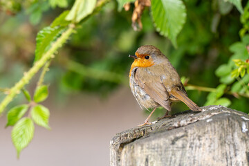 Robin perched
