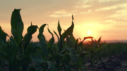 Green corn sprouts at sunset. Field with corn sprouts during sunset. Agricultural industry. Slow...