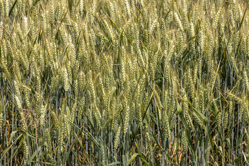 C&eacute;r&eacute;ales, Bl&eacute;.