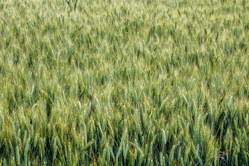 C&eacute;r&eacute;ales, Bl&eacute;.