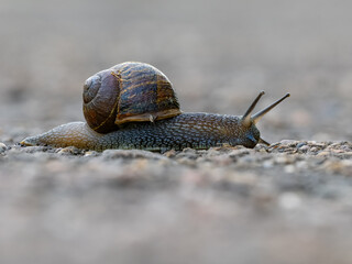 Garden snail
