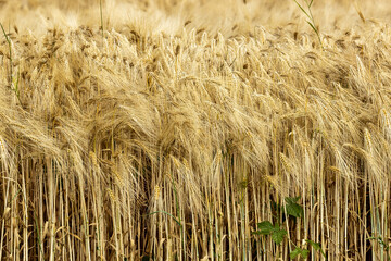 C&eacute;r&eacute;ales, Bl&eacute;.