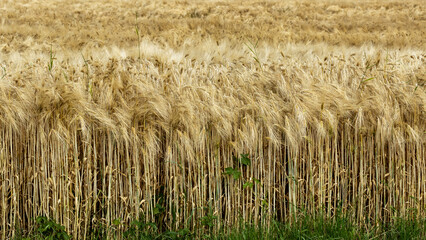 C&eacute;r&eacute;ales, Bl&eacute;.
