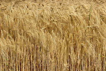 C&eacute;r&eacute;ales, Bl&eacute;.