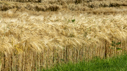 C&eacute;r&eacute;ales, Bl&eacute;.