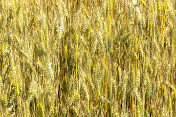 C&eacute;r&eacute;ales, Bl&eacute;.