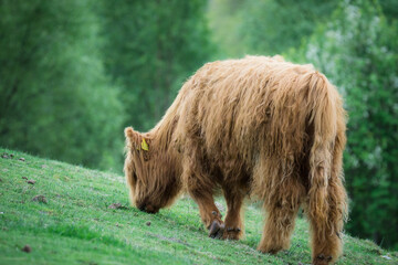 hairy highland cow grazing