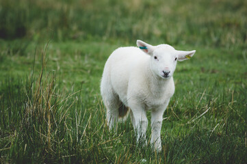 white lamb in a field