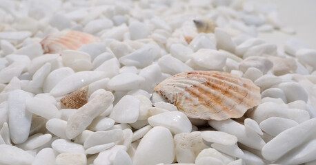 Fototapeta na wymiar Background of well polished little mainly white stones with two motley seashells in foreground