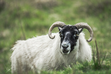 sheep with black head and curved horns