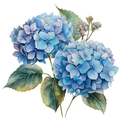 Watercolor illustration of two blue hydrangea flowers. Ai illustration. Transparent background, png - obrazy, fototapety, plakaty