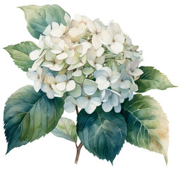 Watercolor illustration of a white hydrangea flower. Ai illustration. Transparent background, png