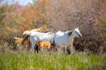 A herd of horses graze in the meadow in summer, eat grass, walk and frolic. Pregnant horses and...