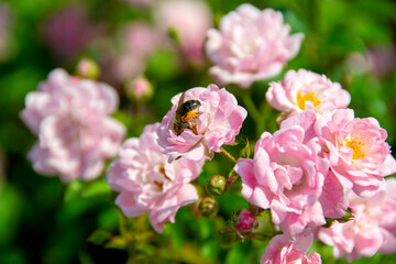 Obraz premium Beautiful roses Bush in garden, roses for Valentine Day.