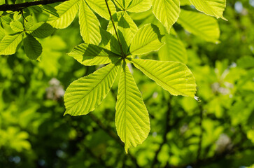 Chestnut leaves. Leaf structure. Fruitful tree. Green Forest.