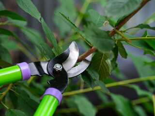 Garden shears being used to cut a branch of a plant