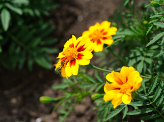 Yellow tagetes (marigolds) blooming in the garden with a wasp on it