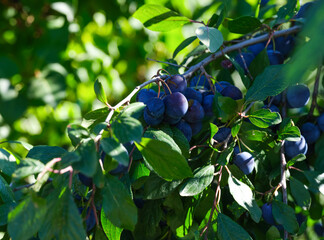 Organic blackthorn fruits (Prunus spinosa) growing on tree branches