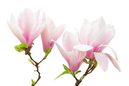 Magnolia Soulangeana flower isolated transparent background, PNG