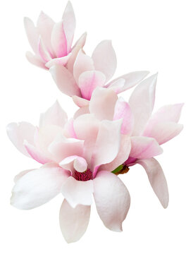 Magnolia Soulangeana flower isolated transparent background, PNG