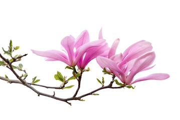 Magnolia Soulangeana flower isolated transparent background, PNG