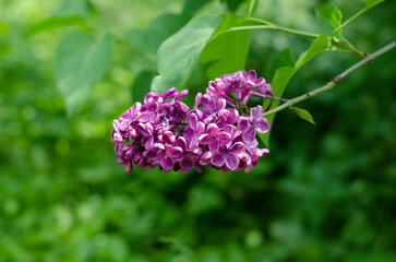 Lilac inflorescence. Olive family. Syringa vulgaris. Macro photo of spring flowers. Purple and pink flowers.