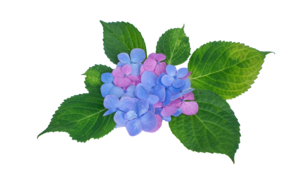 アジサイ、あじさい、紫陽花の花