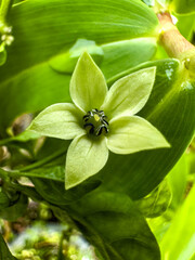 Macro of Capsicum Flower
