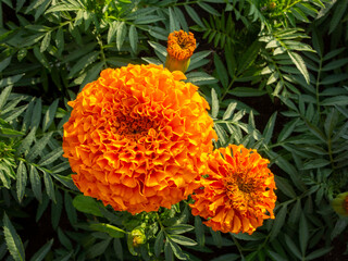 large beautiful fluffy orange marigolds against the background of their leaves