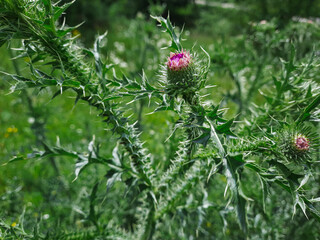 Milk thistle flower on a green stem purple
