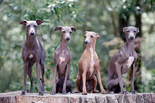 Vier brave Windhunde