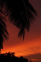 palm trees at sunset