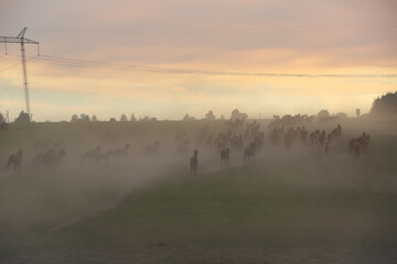 A herd of horses in a field at sunset