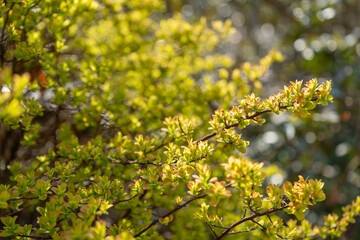 Obraz premium Spring Branch, Young Tree Leaves on Blur Background, Spring Twig with New Green Leaves
