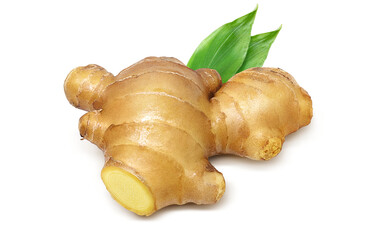 生姜のイラスト リアル セット