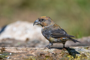 Çaprazgaga » Red Crossbill » Loxia curvirostra