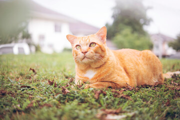 Naklejka na ściany i meble Ginger tabby cat lying in the grass and looking forward.