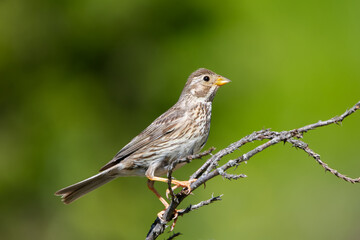 Tarla kirazkuşu » Emberiza calandra » Corn Bunting