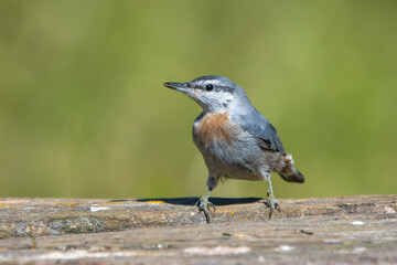 Anadolu sıvacısı » Krüper`s Nuthatch » Sitta krueperi