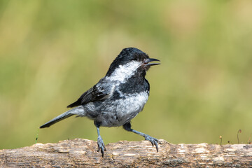 Çam baştankarası » Coal Tit » Periparus ater