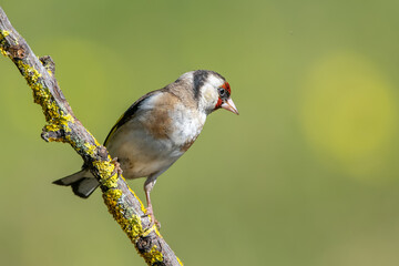Saka » European Goldfinch » Carduelis carduelis