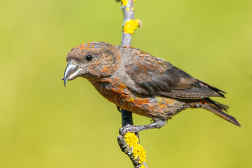 Çaprazgaga » Red Crossbill » Loxia curvirostra