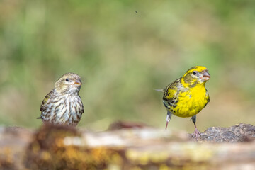 Naklejka premium Küçük iskete » European Serin » Serinus serinus